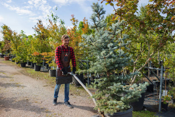 Best Tree Pruning Services  in Bartlett, IL